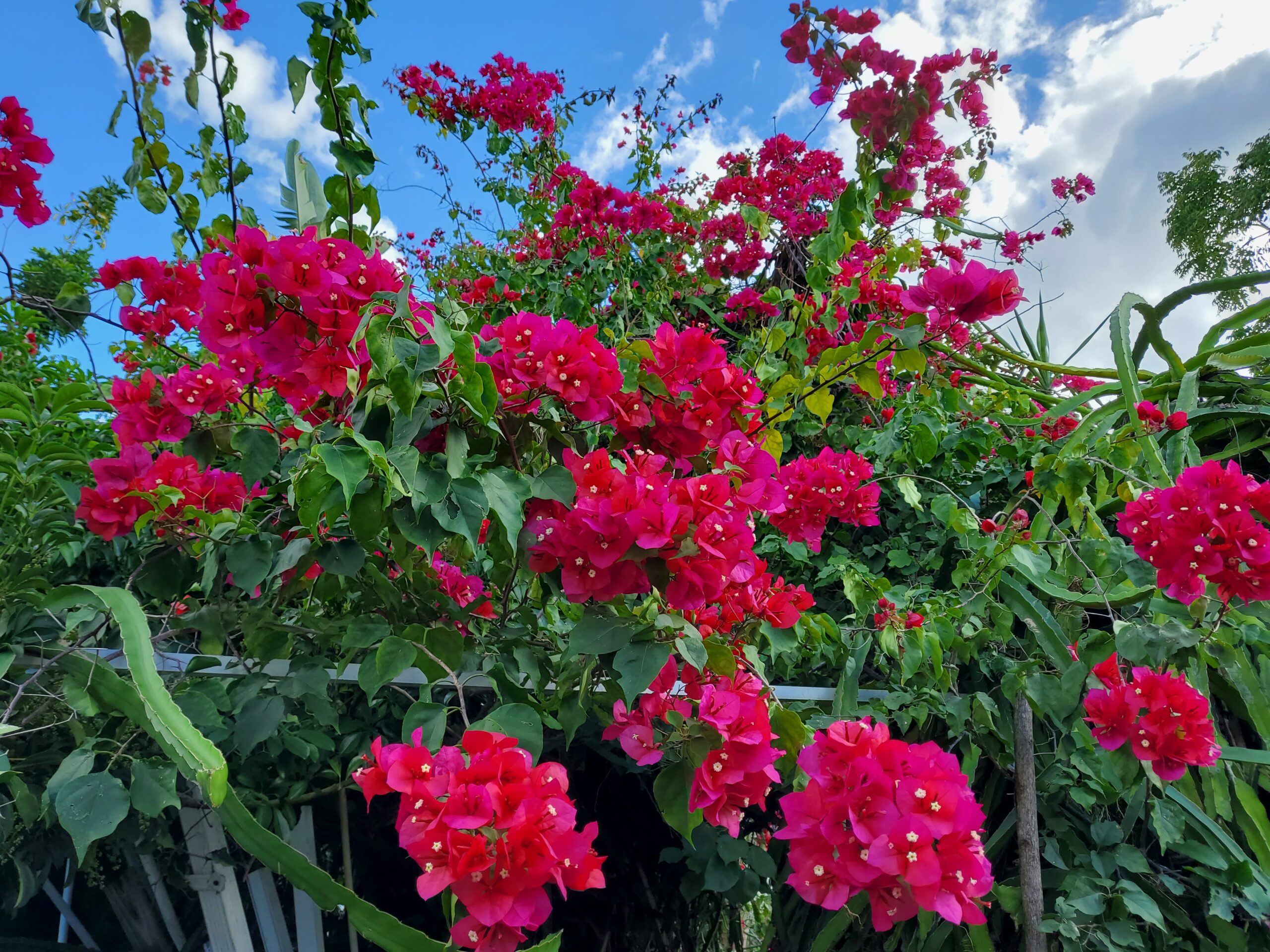 How To Grow Bougainvillea Outside The Tropical Grower