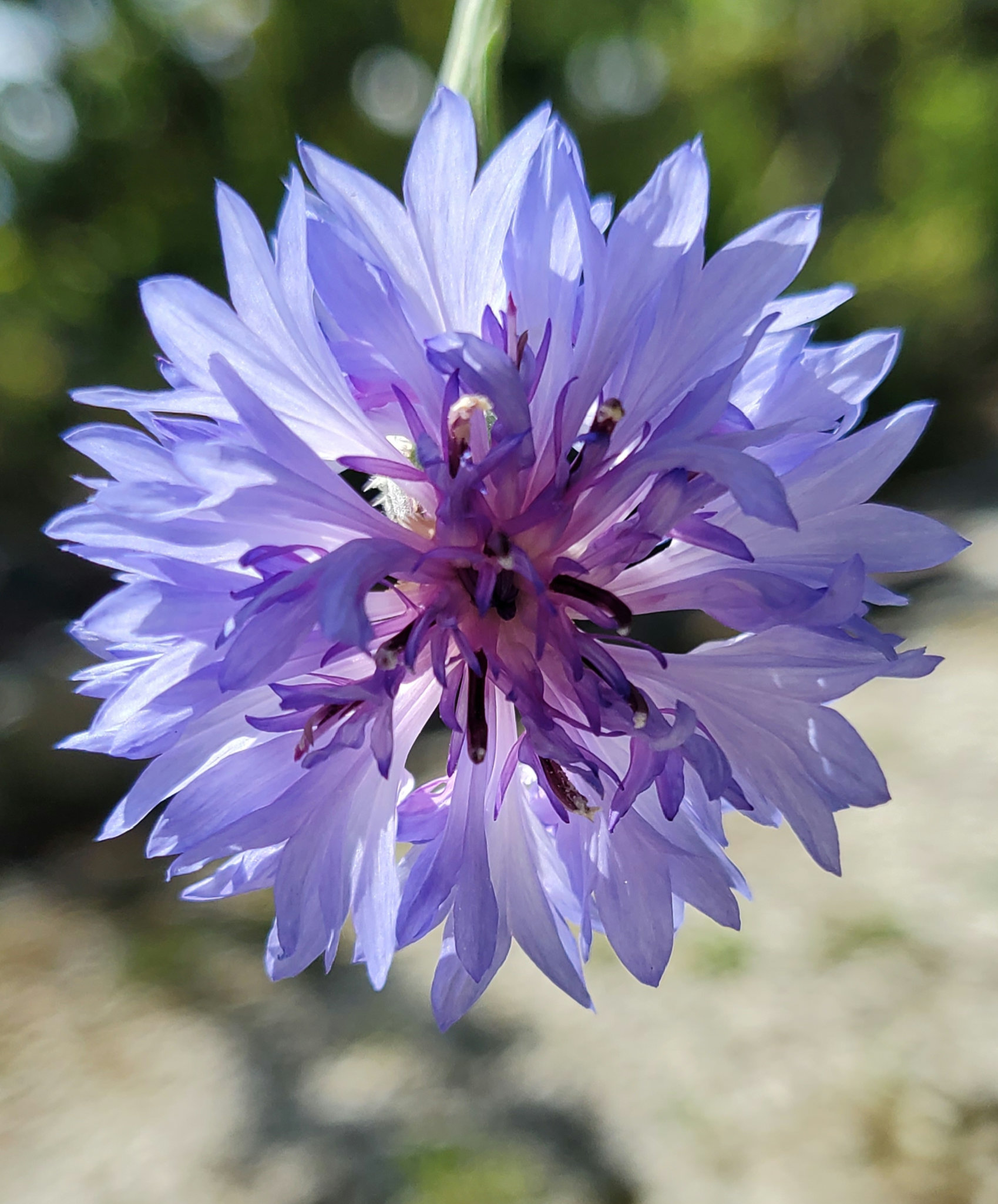 What's Bloomn', The Tropical Grower, Growing Tropical, Gardening, Flower Photos