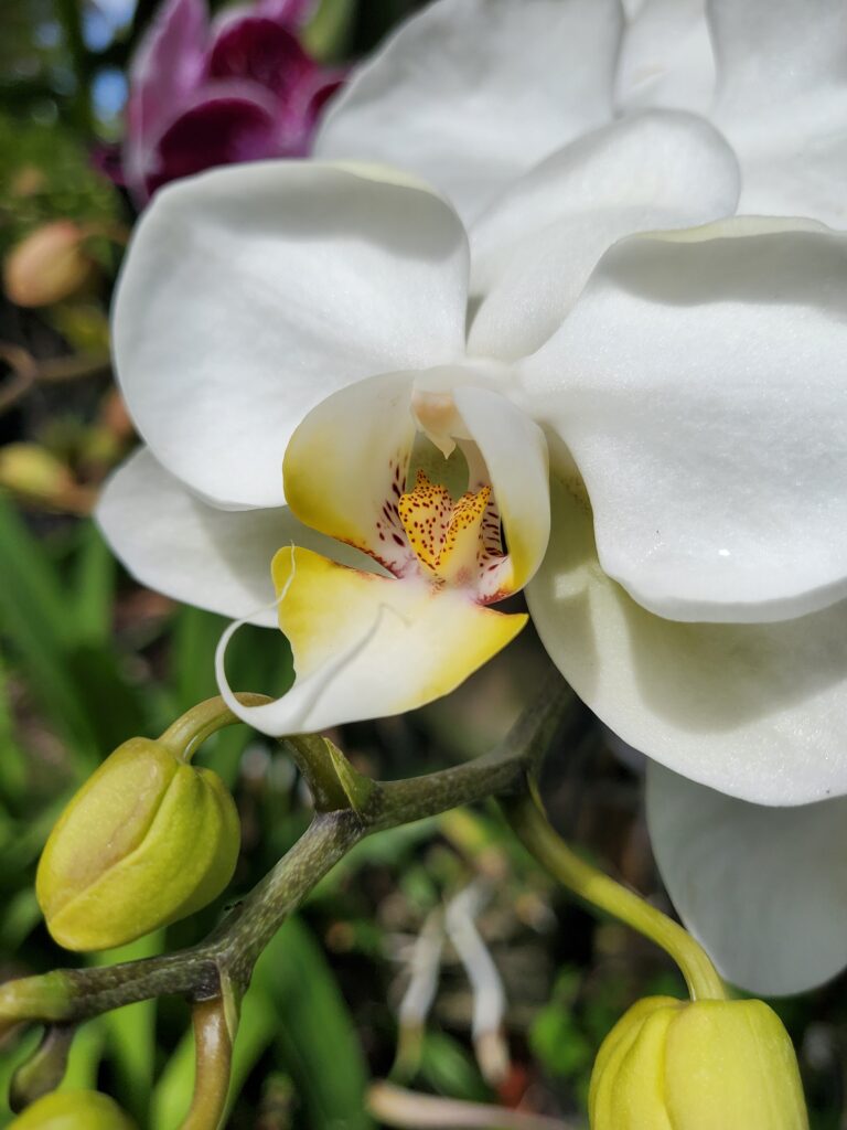 What's Bloomn', The Tropical Grower, Growing Tropical, Gardening, Flower Photos