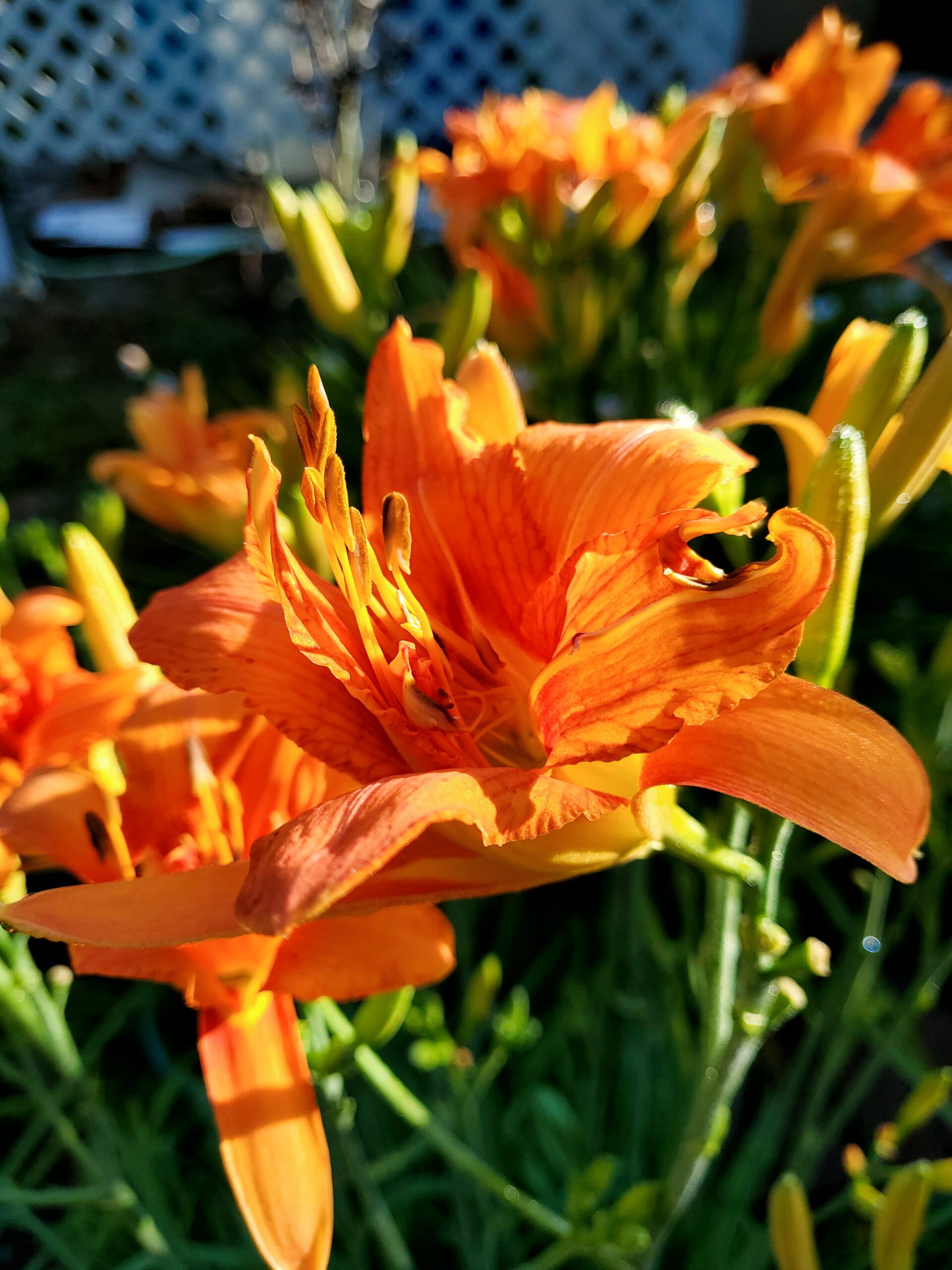 What's Bloomn', The Tropical Grower, Growing Tropical, Gardening, Flower Photos