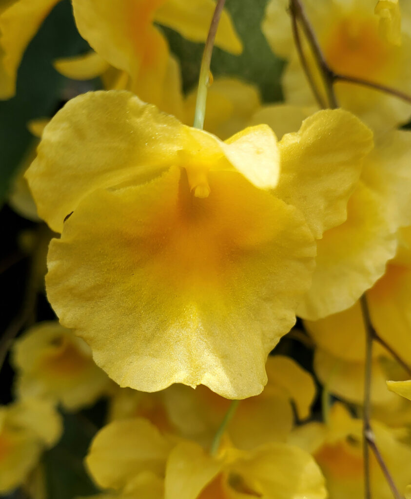 What's Bloomn', The Tropical Grower, Growing Tropical, Gardening, Flower Photos