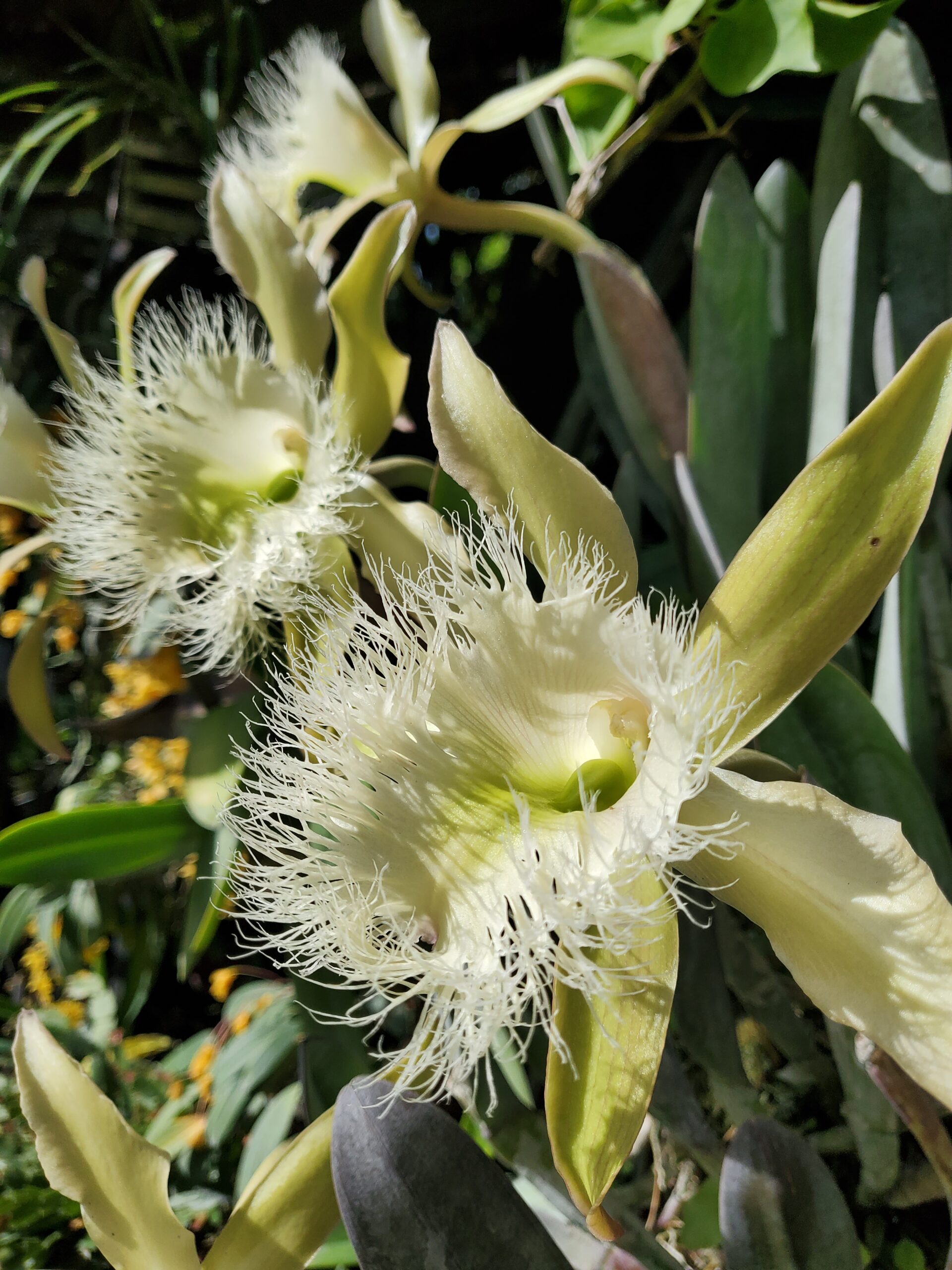 What's Bloomn', The Tropical Grower, Growing Tropical, Gardening, Flower Photos