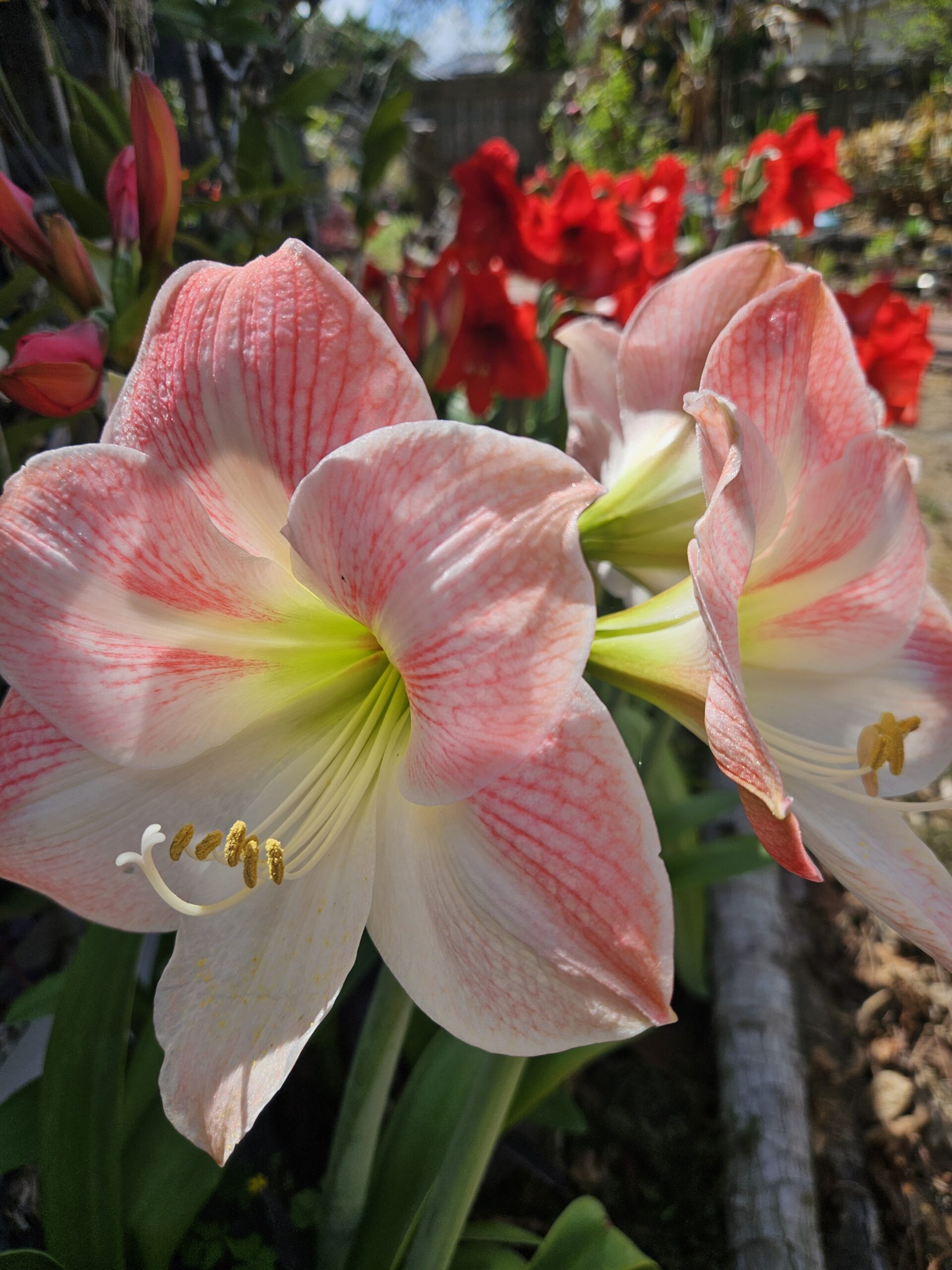 What's Bloomn', The Tropical Grower, Growing Tropical, Gardening, Flower Photos