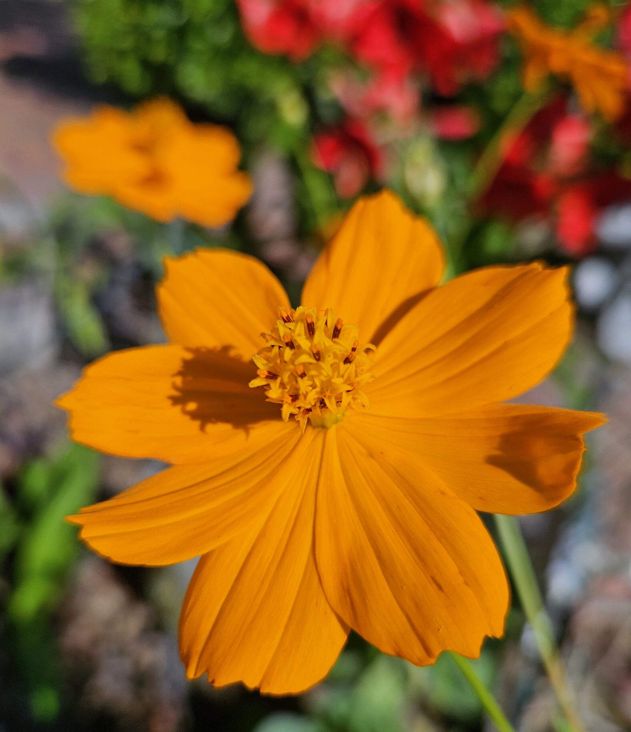 What's Bloomn', The Tropical Grower, Growing Tropical, Gardening, Flower Photos