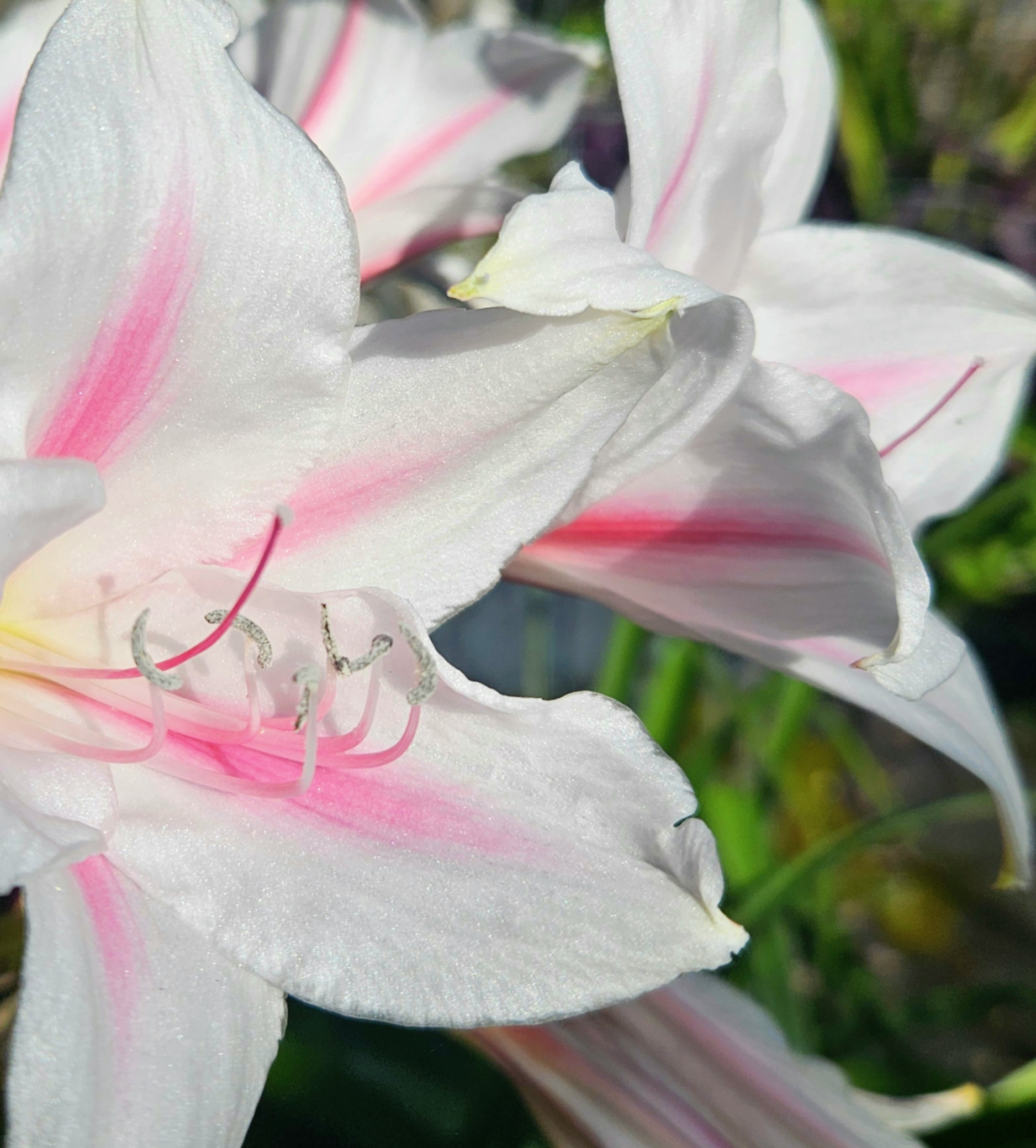 What's Bloomn', The Tropical Grower, Growing Tropical, Gardening, Flower Photo