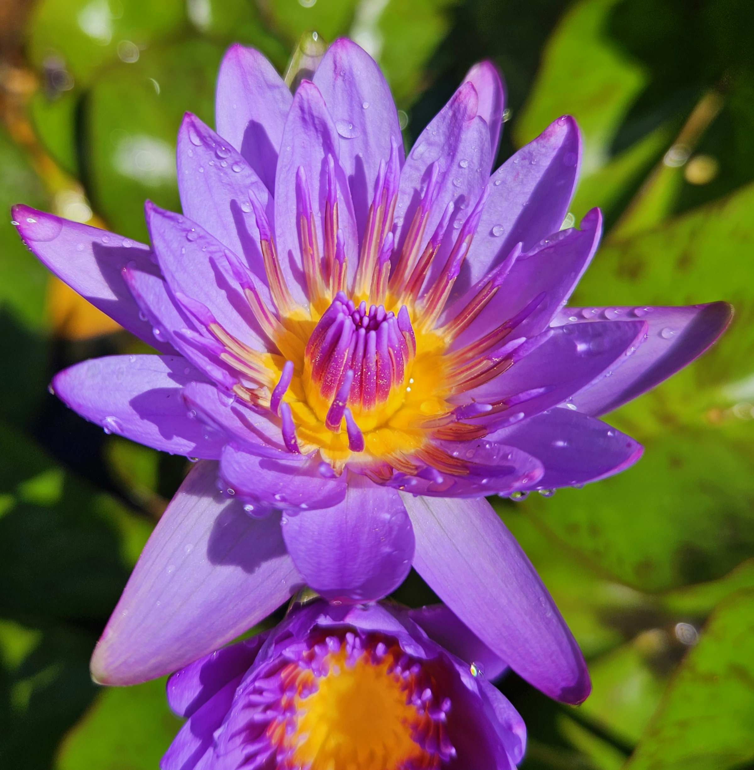 What's Bloomn', The Tropical Grower, Growing Tropical, Gardening, Flower Photo