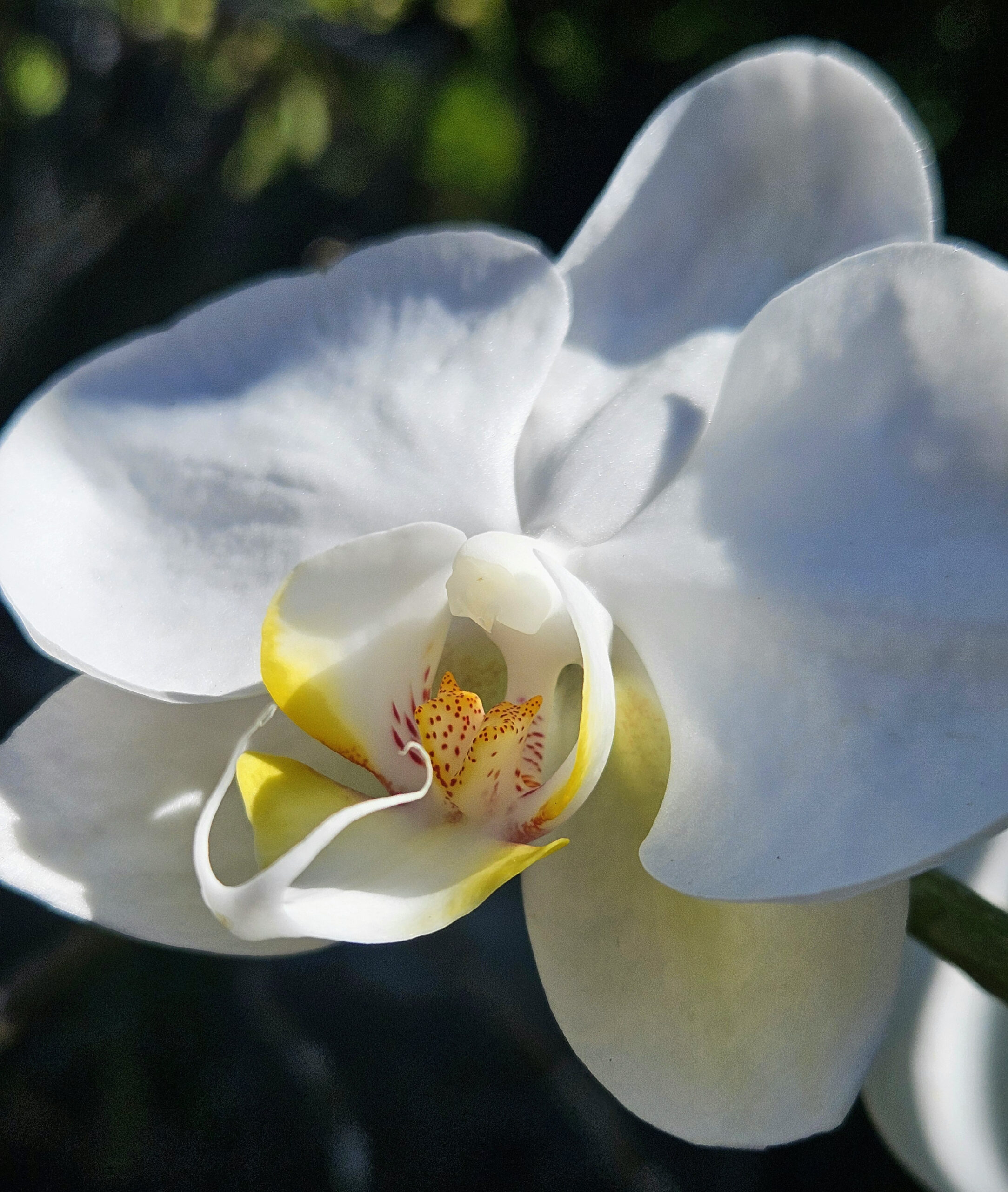 What's Bloomn', The Tropical Grower, Growing Tropical, Gardening, Flower Photo