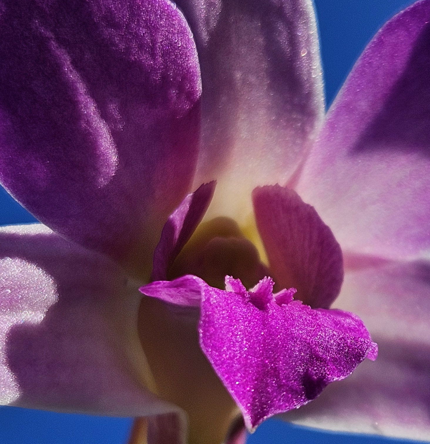 What's Bloomn', The Tropical Grower, Growing Tropical, Tropical Plants, Gardening, Flower Photo