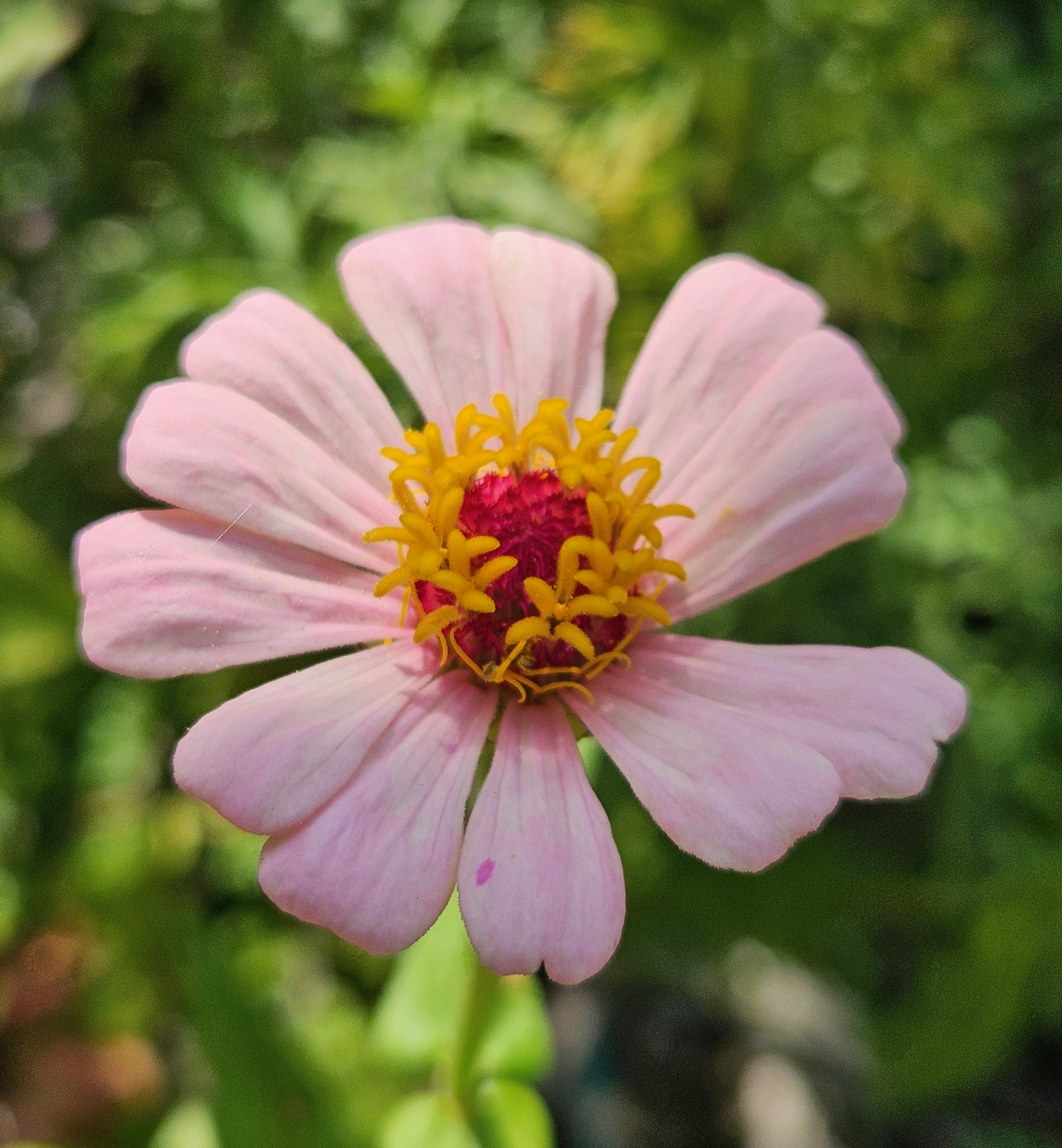 What's Bloomn', The Tropical Grower, Growing Tropical, Tropical Plants, Gardening, Flower Photo