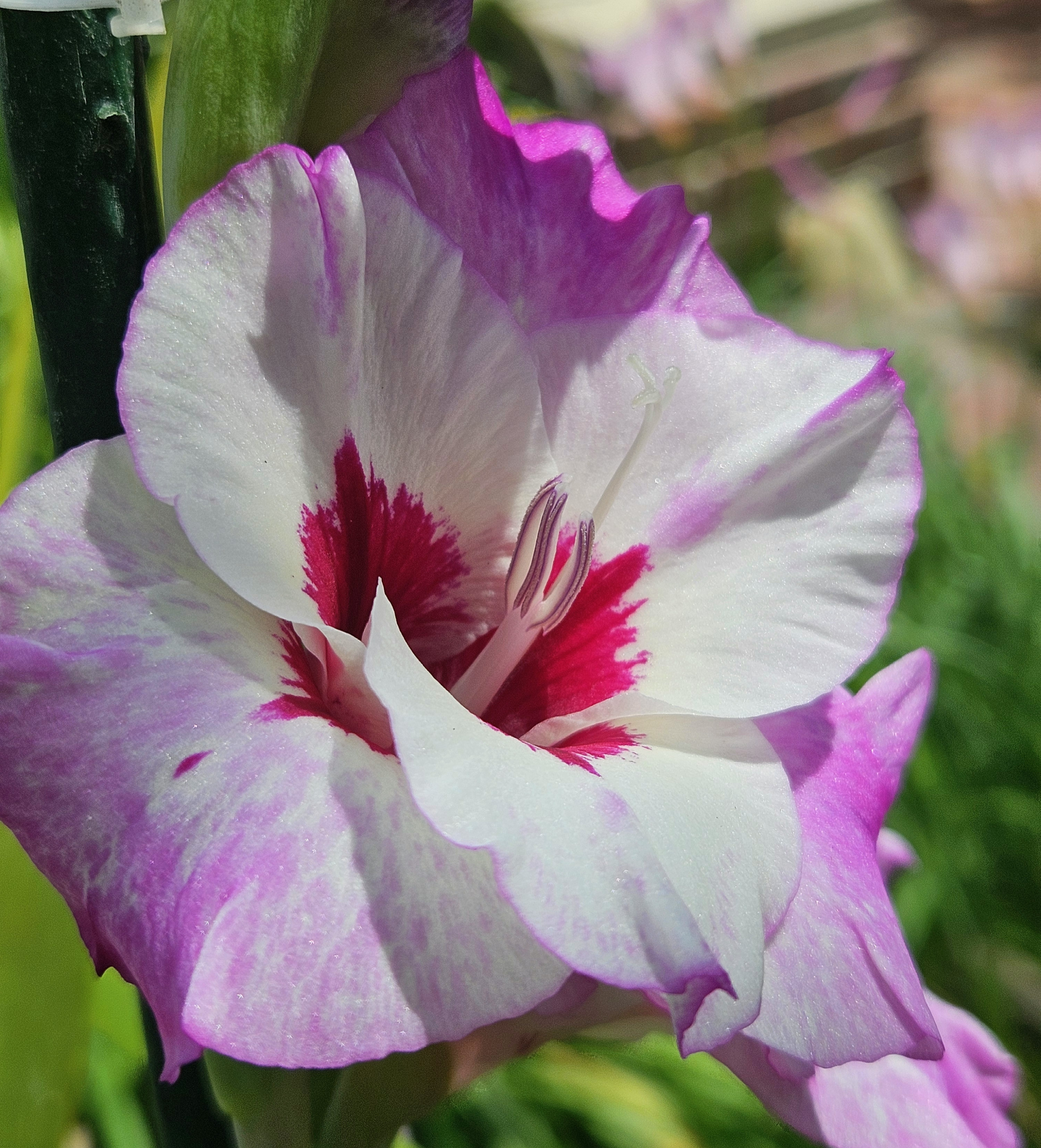 What's Bloomn', The Tropical Grower, Growing Tropical, Tropical Plants, Gardening, Flower Photo