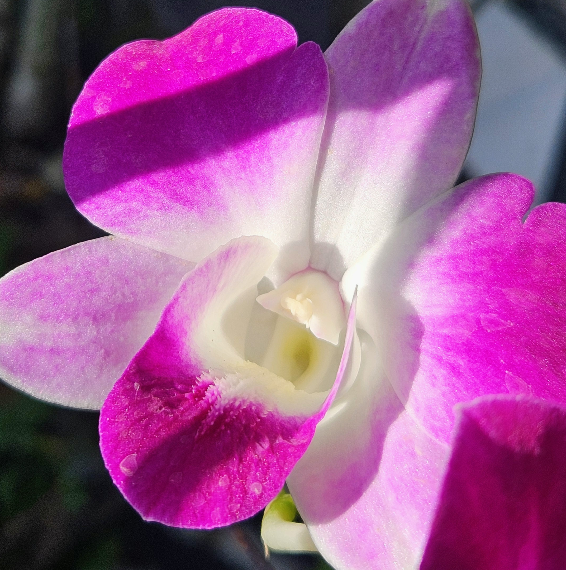 What's Bloomn', The Tropical Grower, Growing Tropical, Tropical Plants, Gardening, Flower Photo