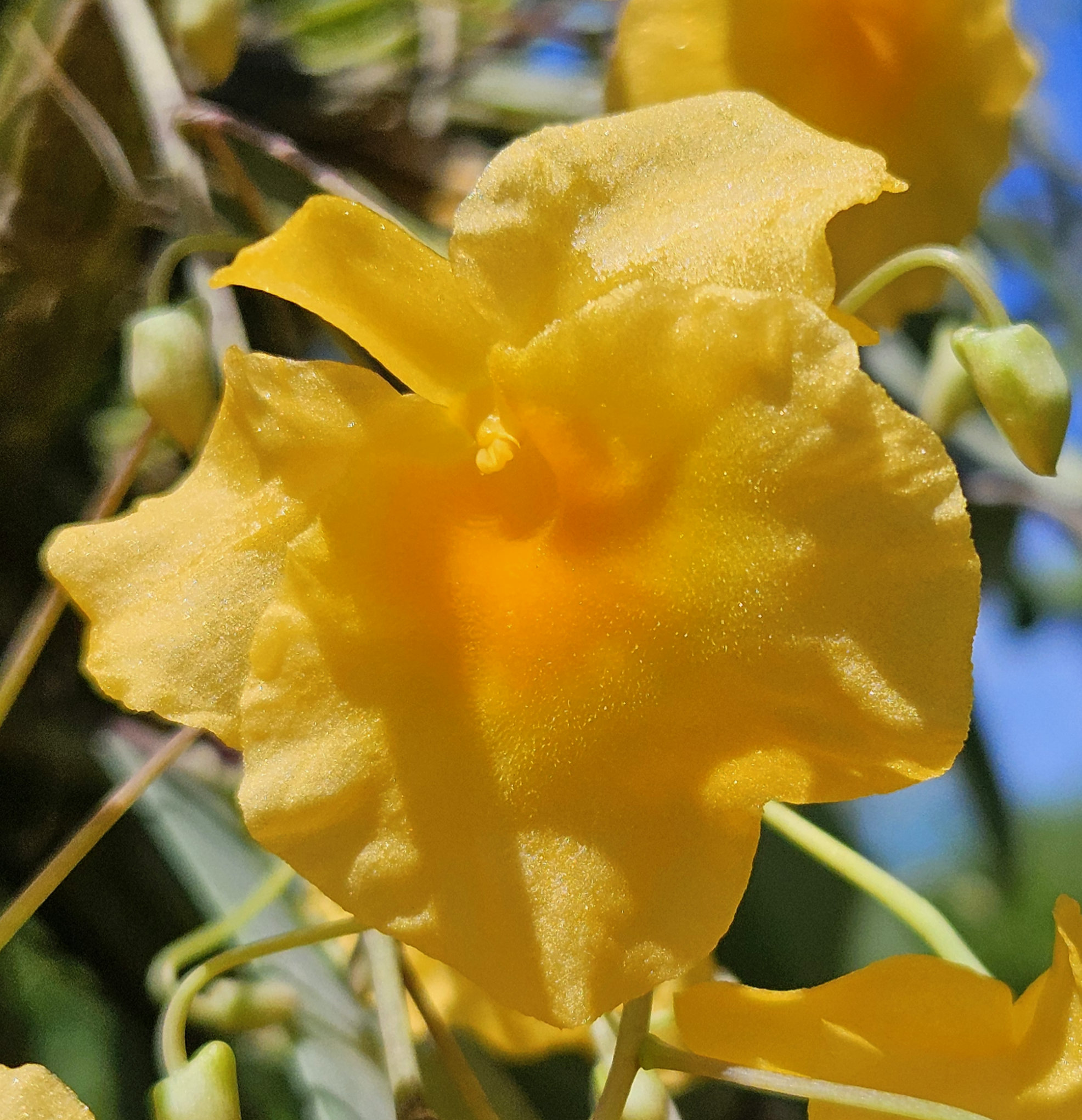 Gold Coins, Dendrobium or lindleyi Orchids sparkling happily in our tropical garden paradise