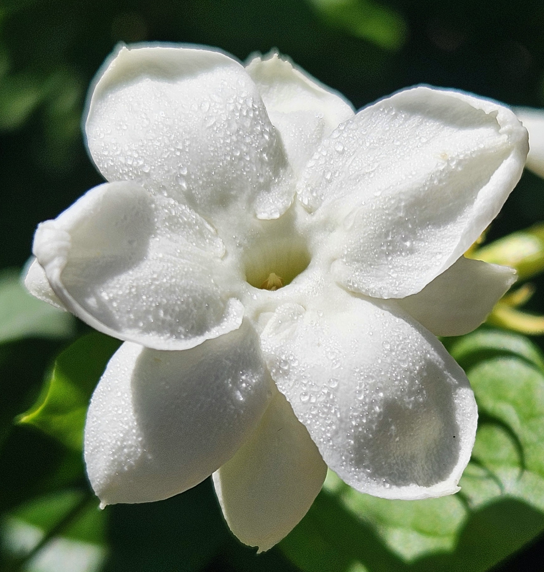 pure white jasmine flower with morning dew additional blooms in the background gardening flowering shrubs for smell