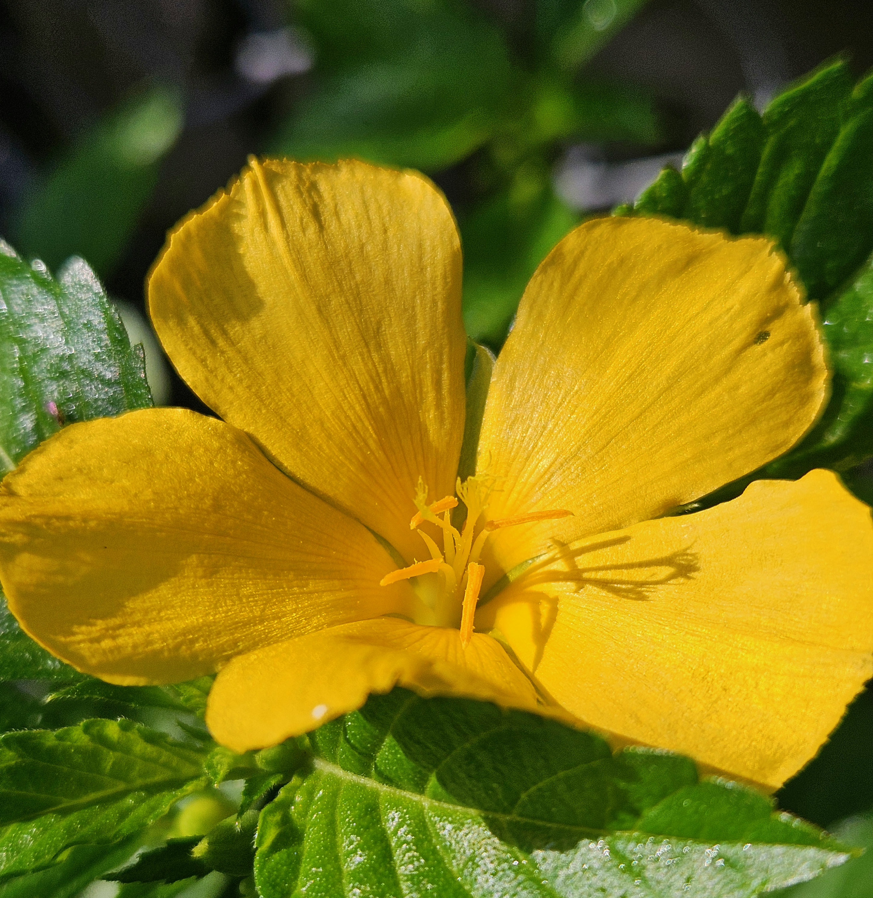buttercup shining and sparkling golden in the tropical sun with a glowing center gardening to attract bees and butterflies
