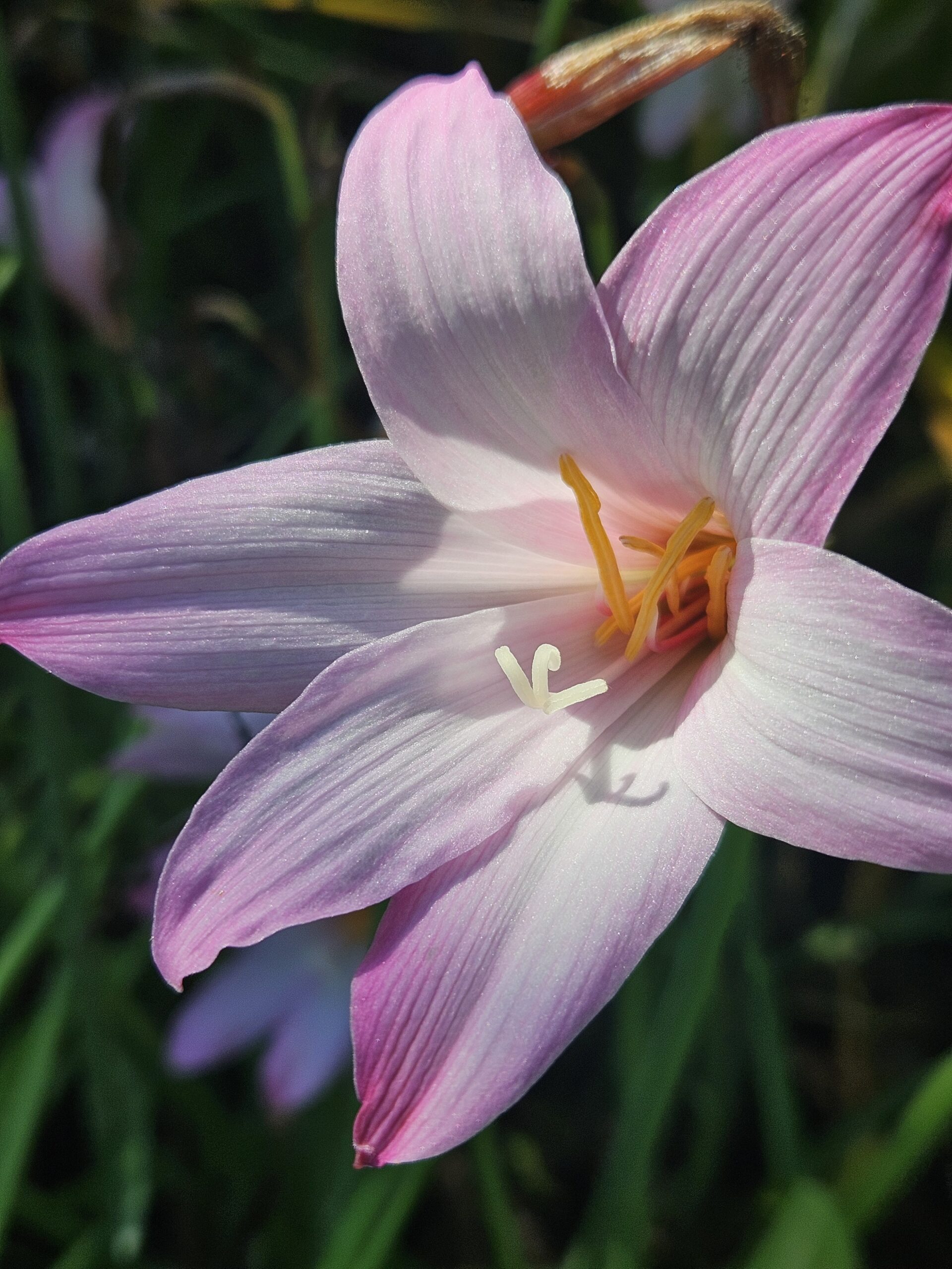 pink rain lily petals catch the tropical sun either glowing or reflecting angelic light gardening bulbs in the tropical zones