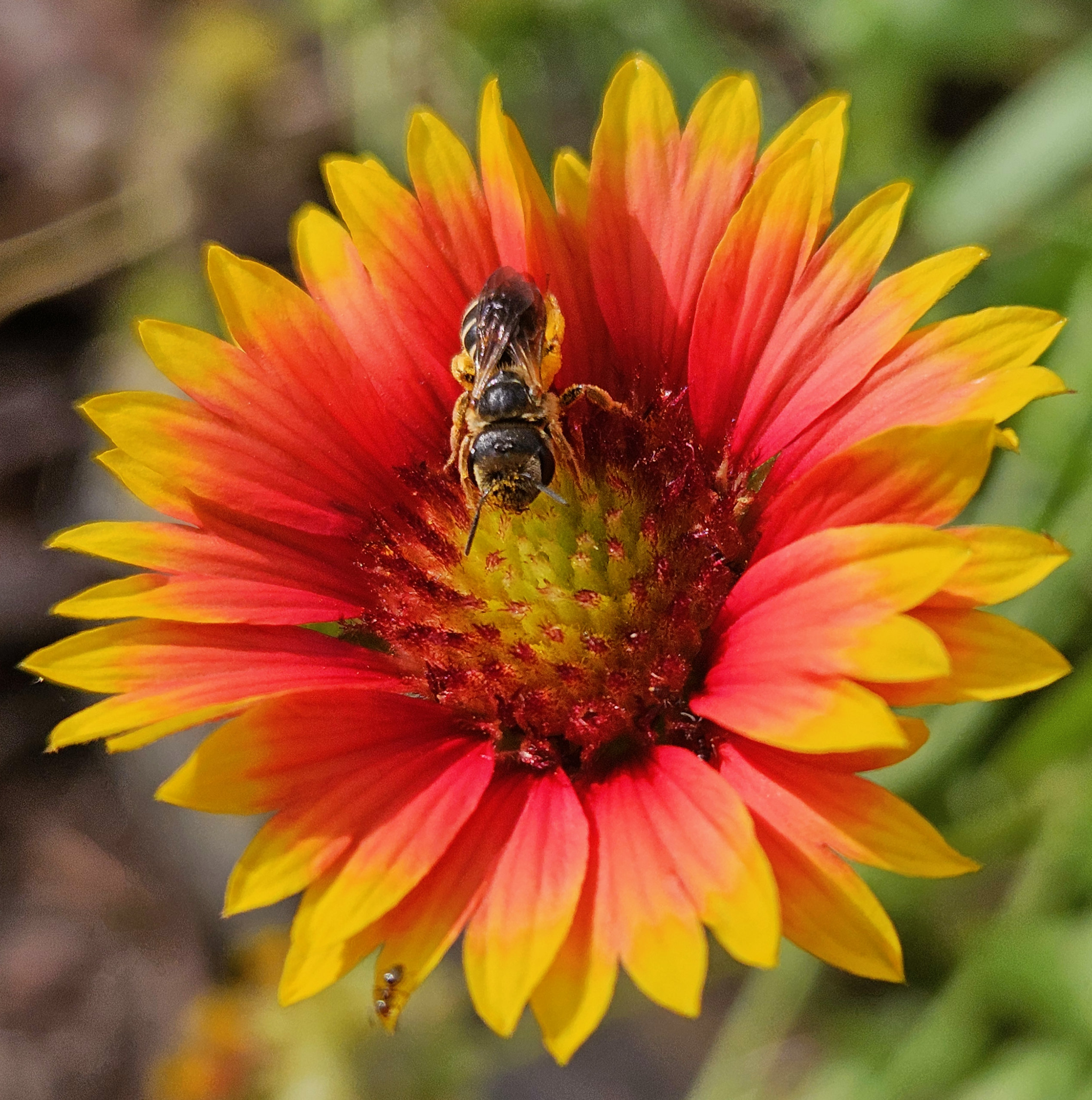 sweat bee visiting indian blanket flower gardening in tropical growing zones