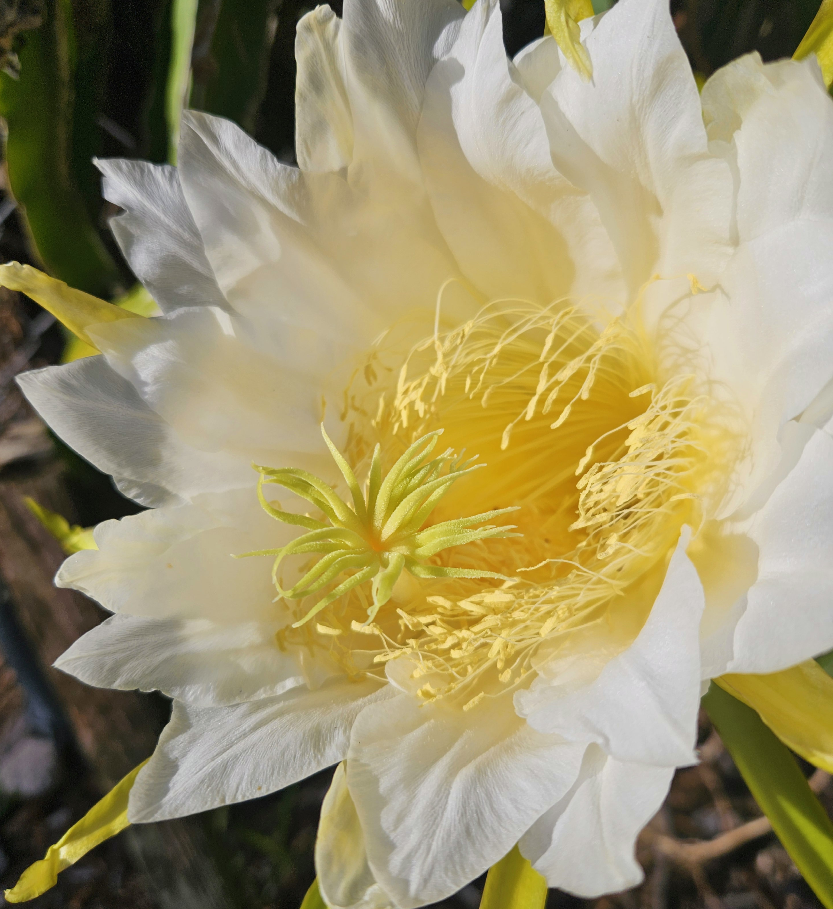 dragon fruit cactus flower with numerous pointed iridescent white angel wing feather petals and a large yellow starburst stigma and long dangly stamens looks like an alien landscape gardening tropical plants