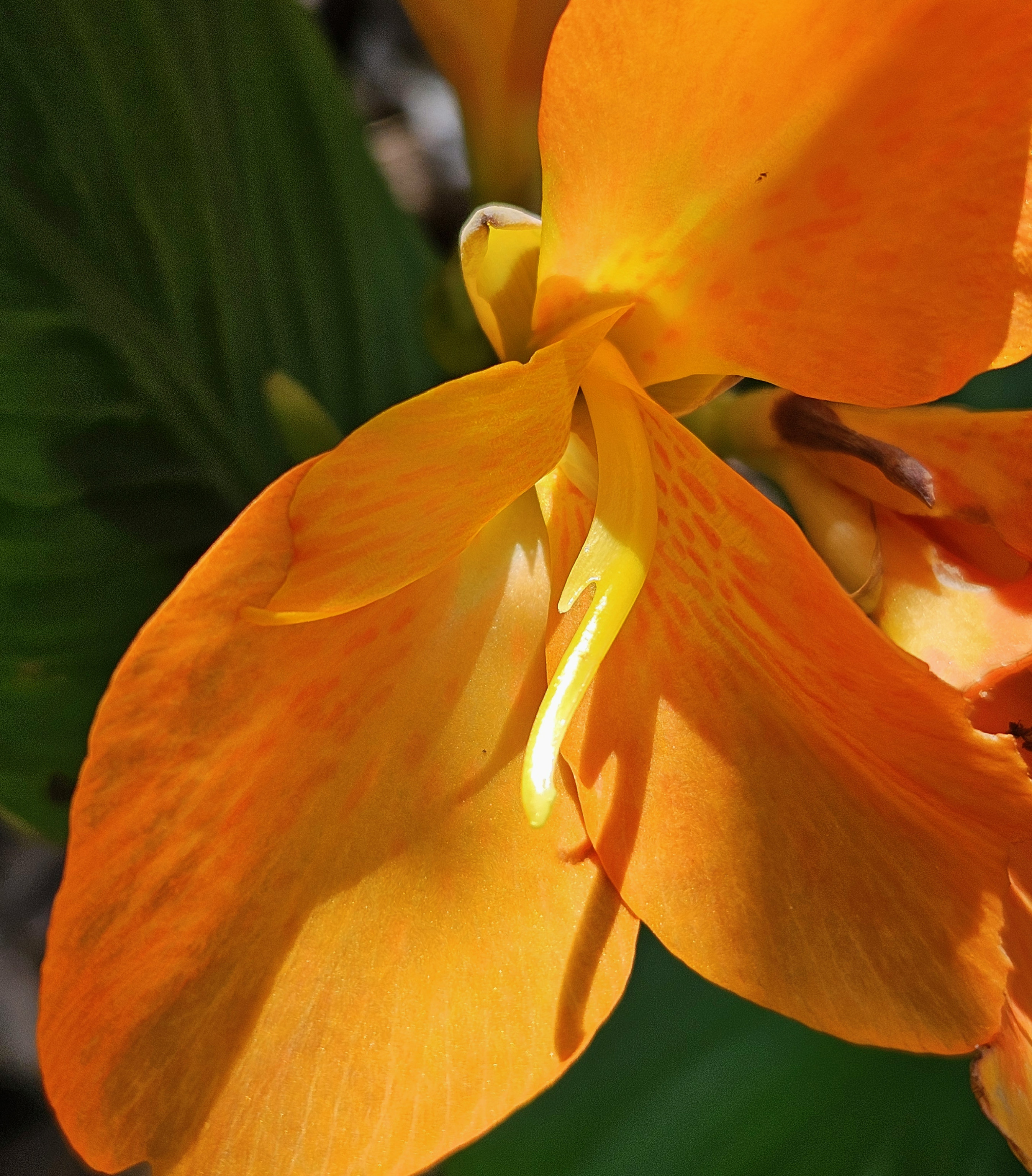 orange canna with its many blooms glowing and reflecting light in the tropical sun gardening cannas