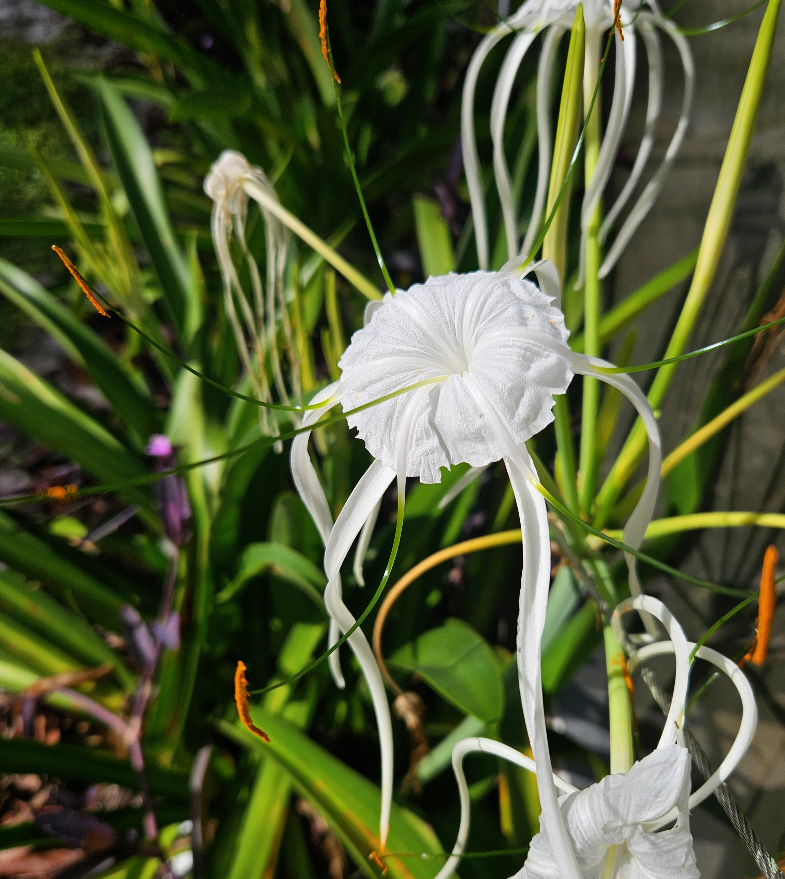 streamside spider lily looking very much like land jellyfish floating in the tropical rain gardening tropical bulbs