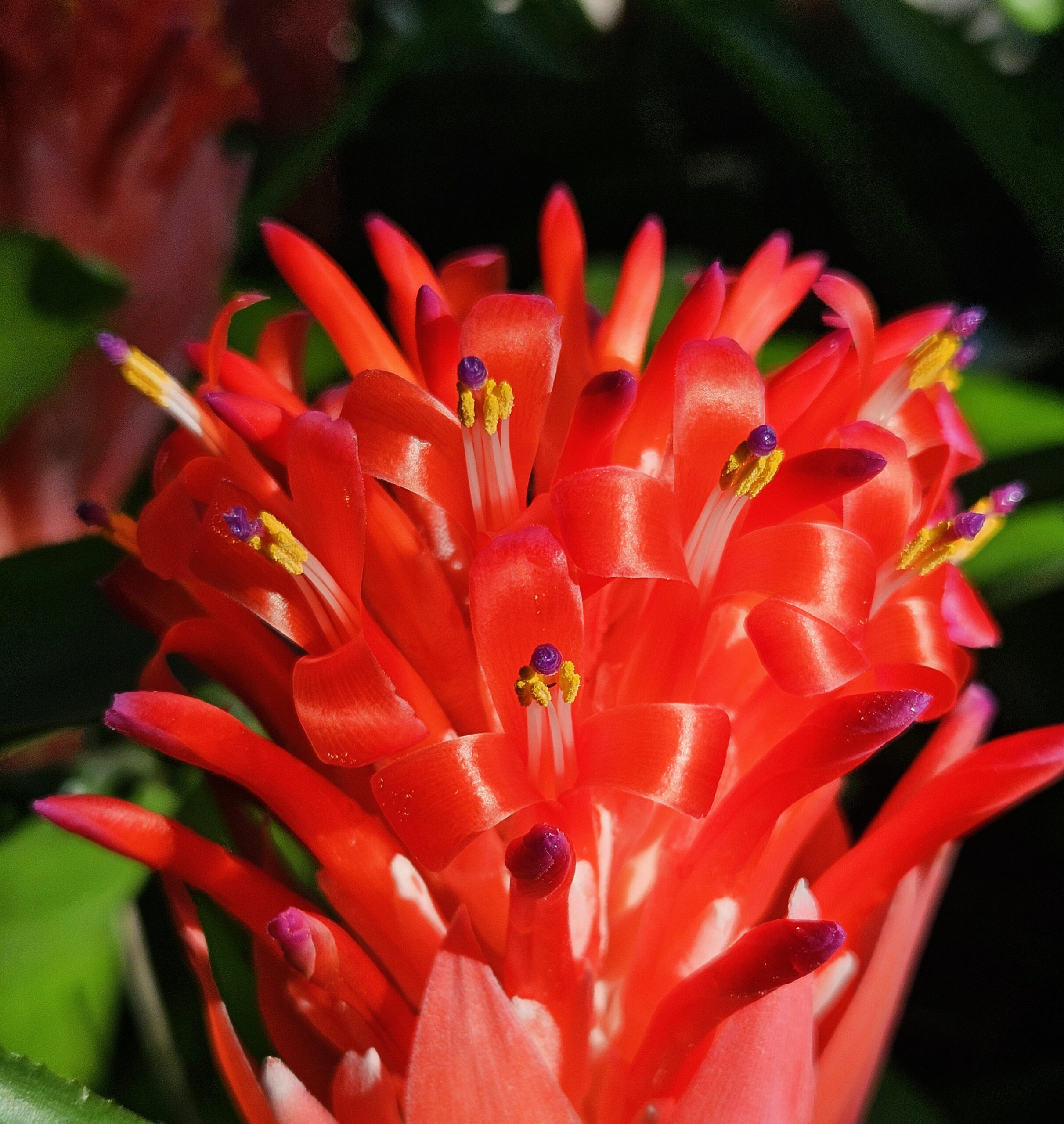 flaming torch bromeliad bright orange flowers open to tiny purple and yellow tips glowing in the tropical sun, gardening tropical plants outside