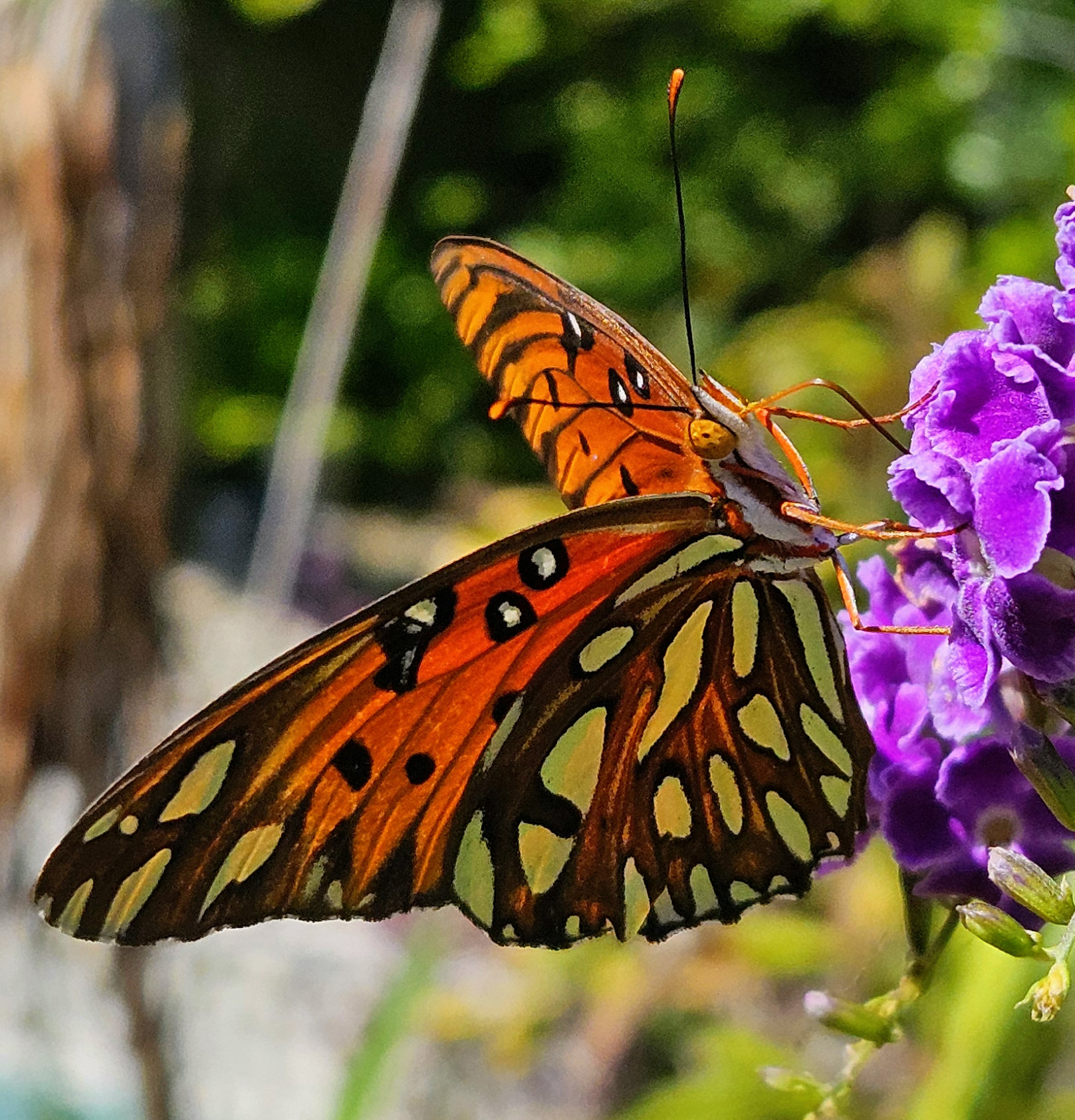 gulf fritillary butterfly wings folded visiting tiny purple golden dewdrop flowers, gardening tropical flowering vines for pollinators