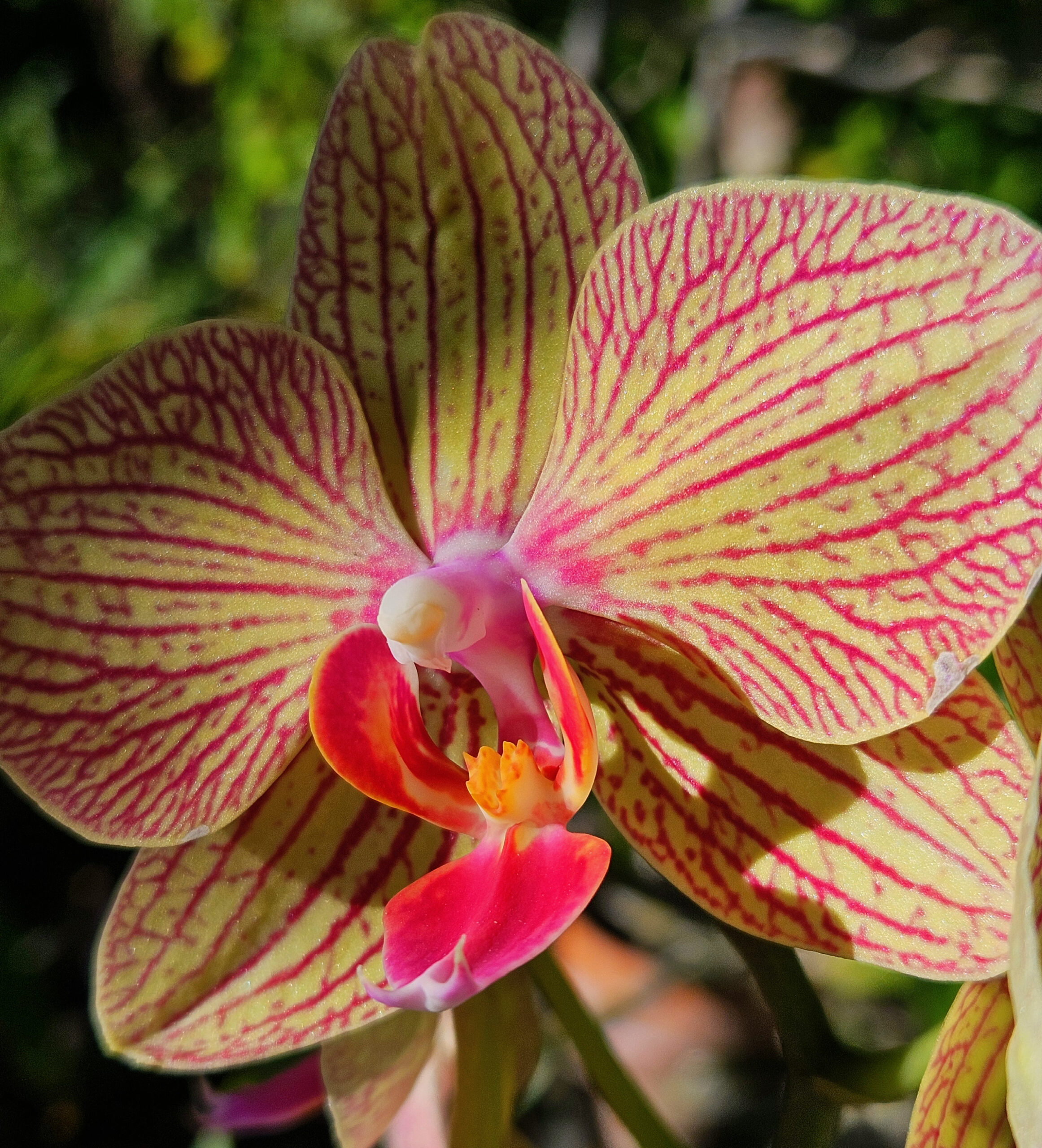 pink veins run through the sparkling pale yellow petals of the strawberry swirl phalanopsis orchid growing in the tropical sun, growing orchids outdoors in tropical zones