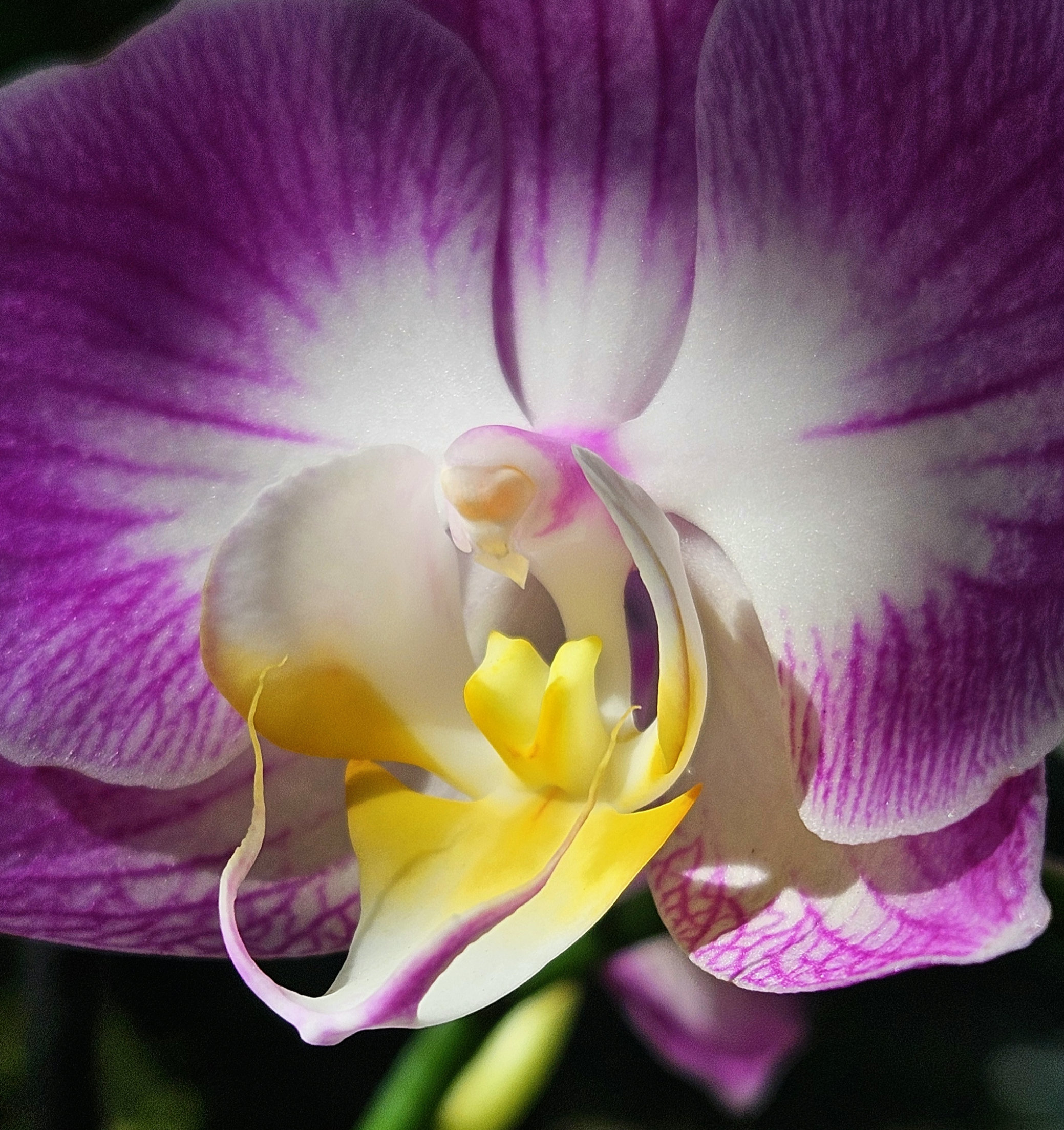 the purple tips of this white-center flare phalaenopsis orchid highlight its yellow center in light and color, growing orchids outdoors in tropical zones