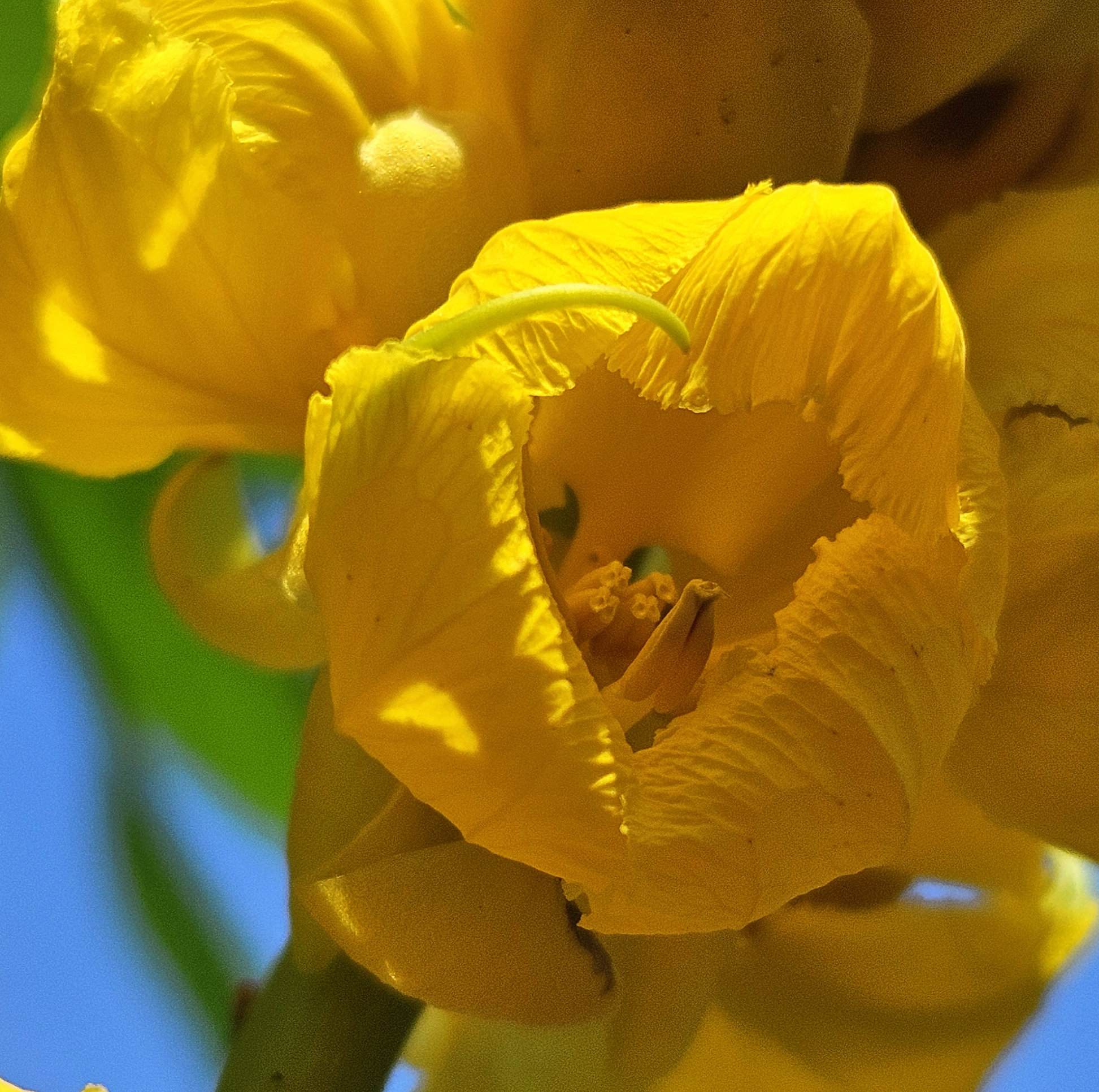 the golden yellow petals of the candlestick plant form delicate balls or puffs around a stalk set against the brilliant blue tropical sky, gardening medical plants