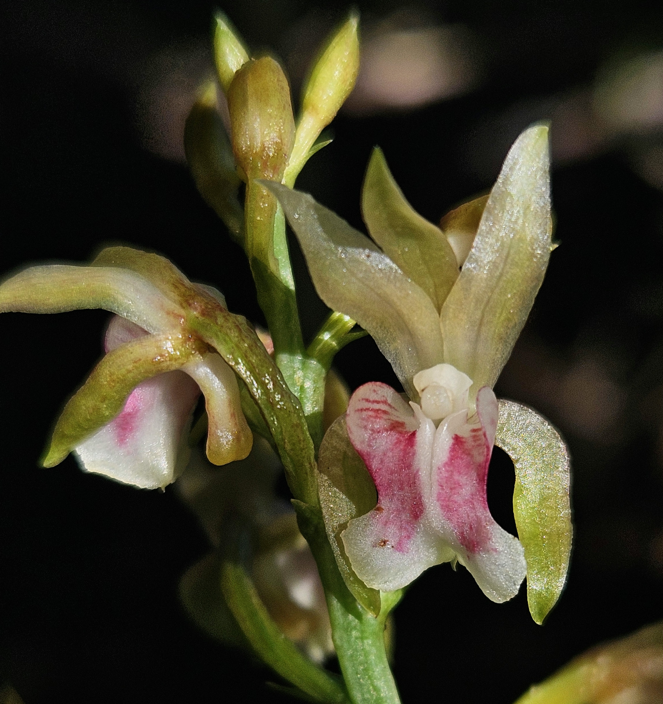 the tiny white and pink flower of the wild monk orchid grows straight out of the ground, growing orchids outside in tropical zones