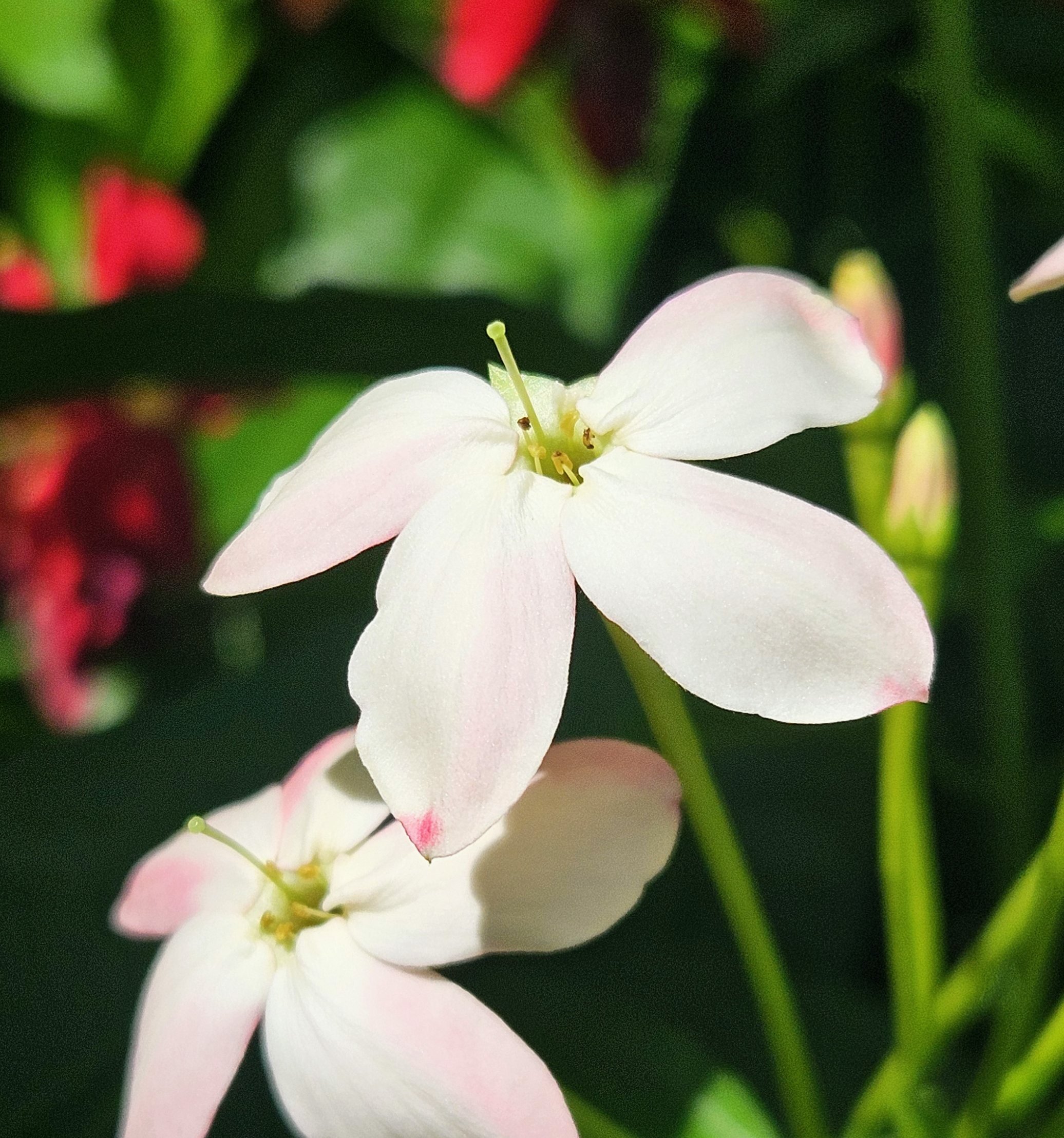 rangoon creeper opens its 5 petals a light pink so light it shines white at night and darkens into a deep red/pink before it dies, gardening tropical vines