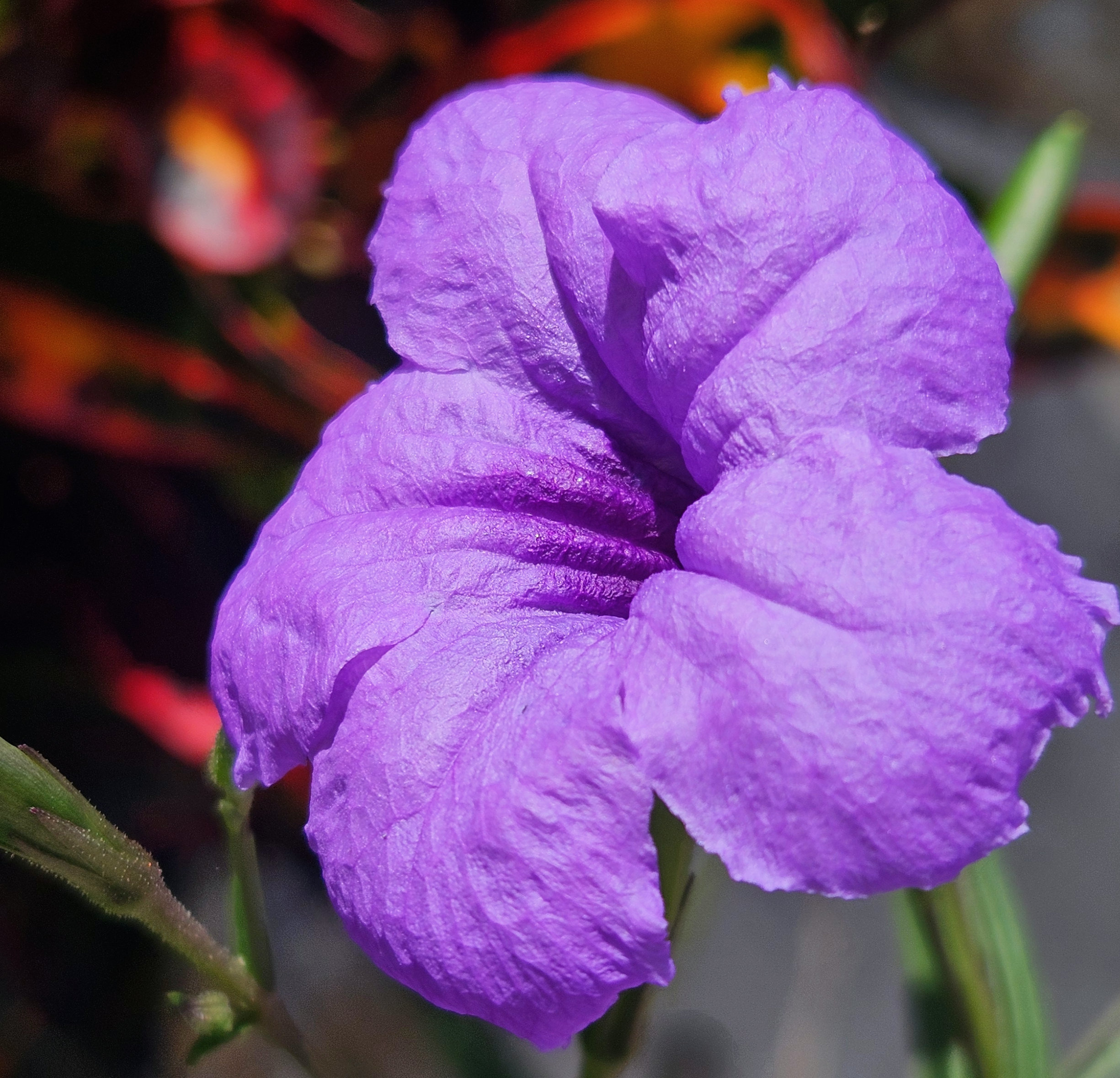 the matte purple petals of the mexican petunia reflect color and glow in the tropical sun, gardening tropical ground cover