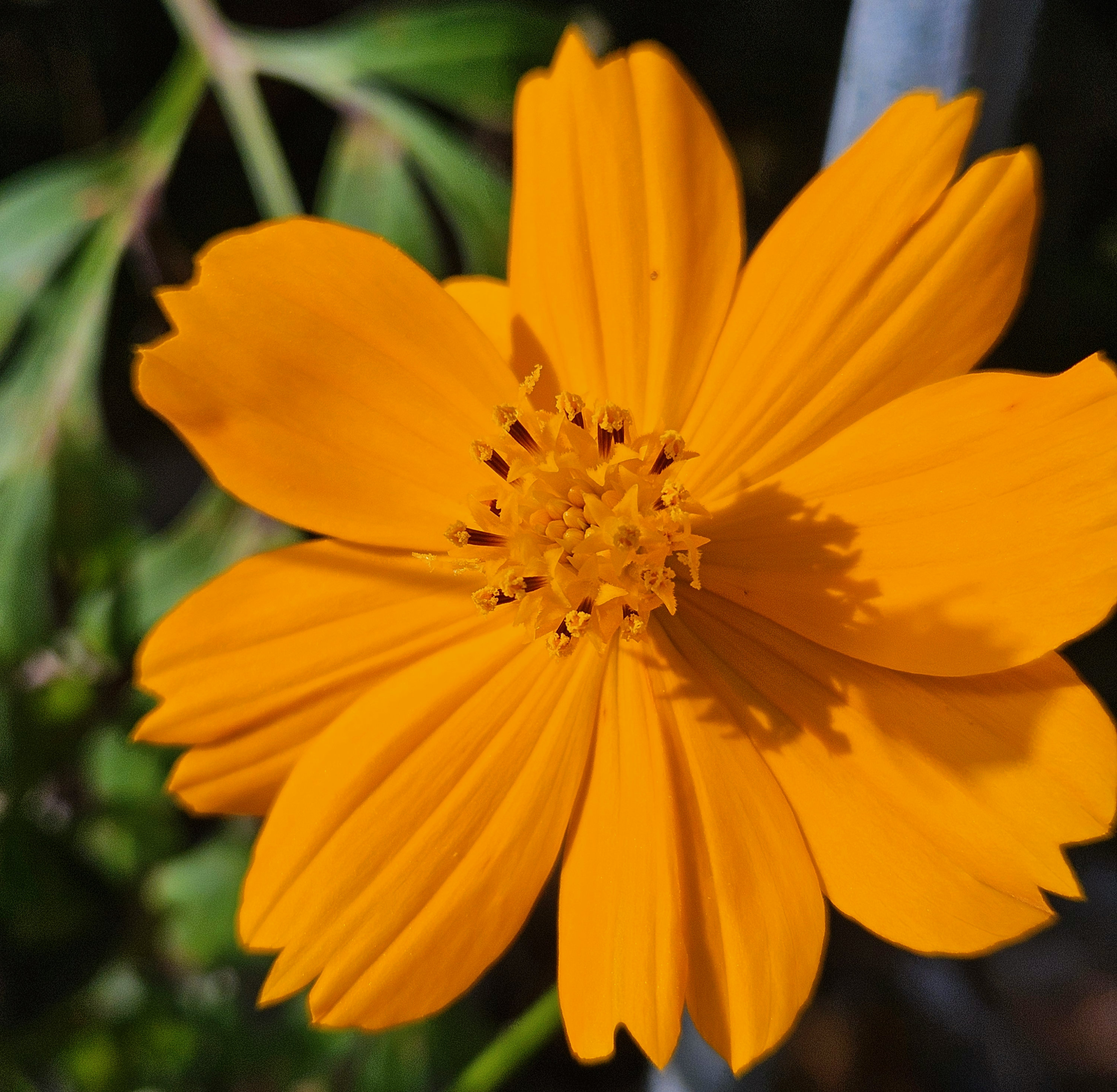 orange cosmos glowing brilliant orange in the tropical sun gardening wildflowers from seed