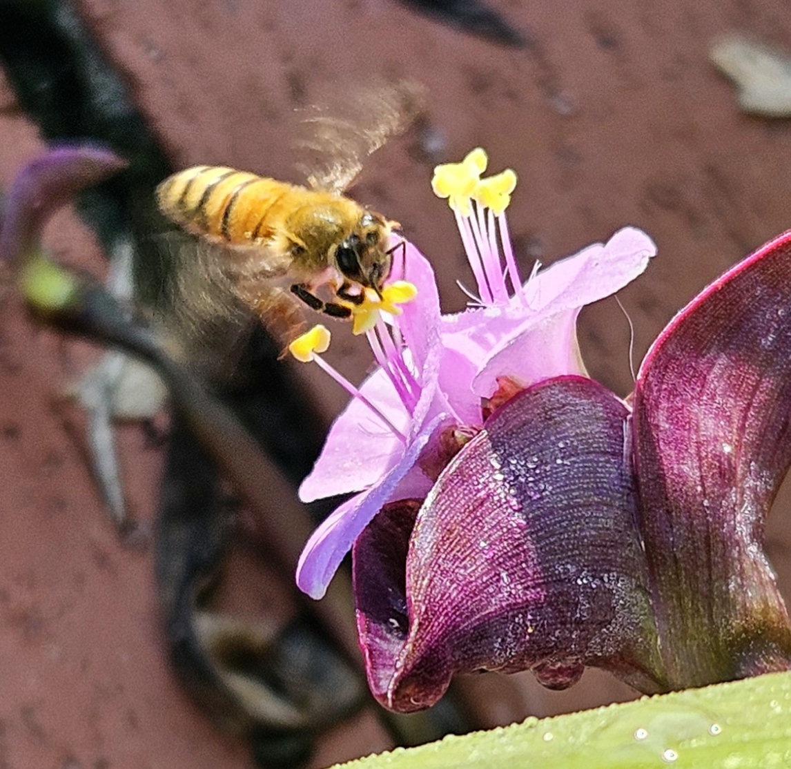honey bee coming in for a landing on a purple queen flower in the bright tropical sun, gardening tropical ground cover