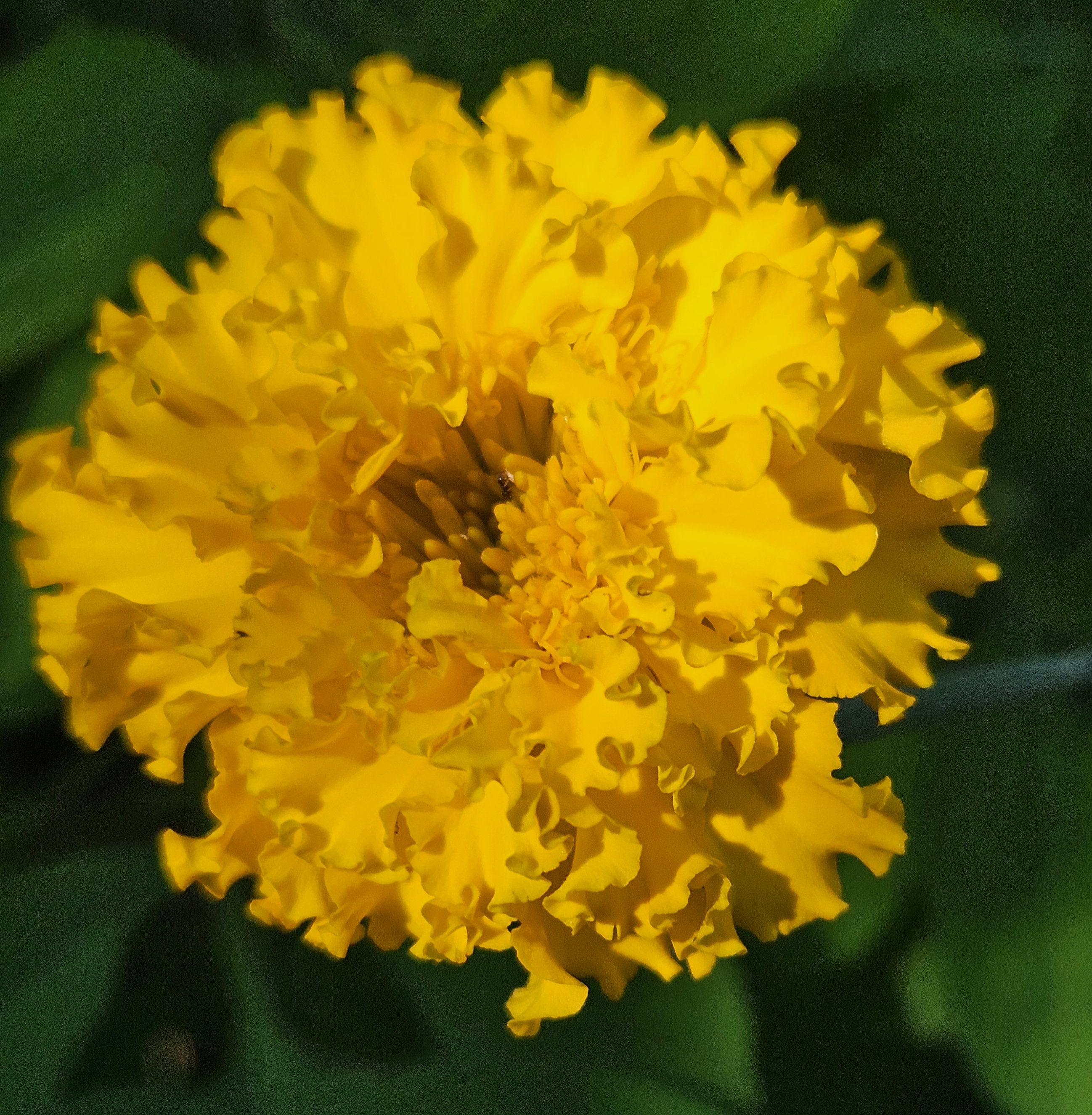 yellow marigold reflecting the tropical sun, gardening wildflowers for pollinators